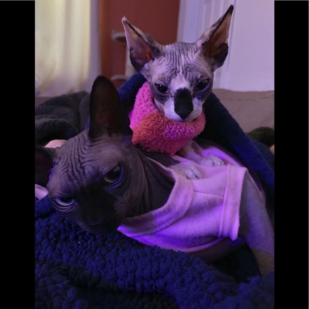 Meet your Posher, Elizabeth